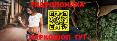 шишки Изобильный